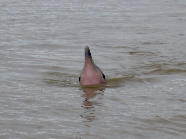 Guiana river dolphin close up during a river tour near Paramaribo, Suriname