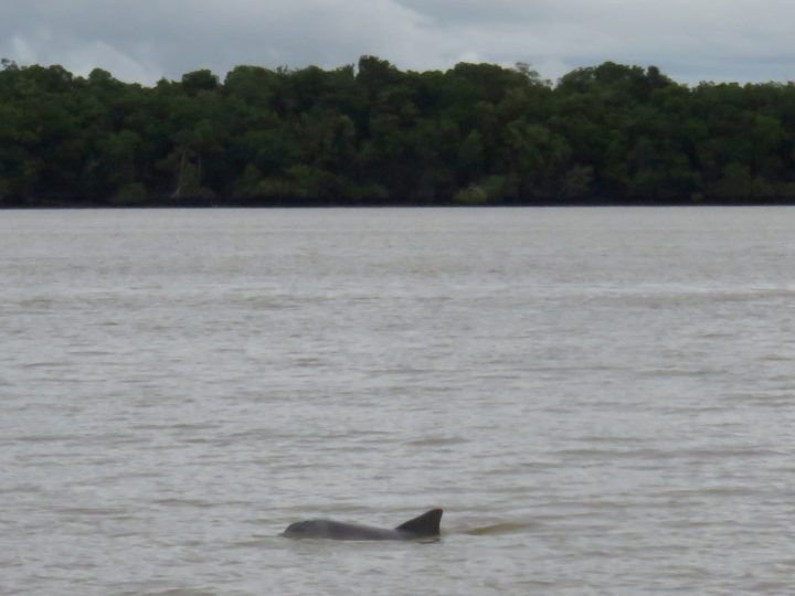 Guiana river dolphin during a river tour near Paramaribo, Suriname