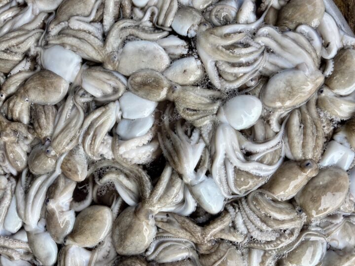 Duong Dong Fish Market squid Travel Blog Phu Quoc Vietnam Asia