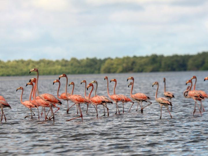 Flamingos standing in shallow water at Bigi Pan Suriname