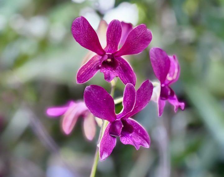 Tropical flowers in the garden at Sutopia Suriname