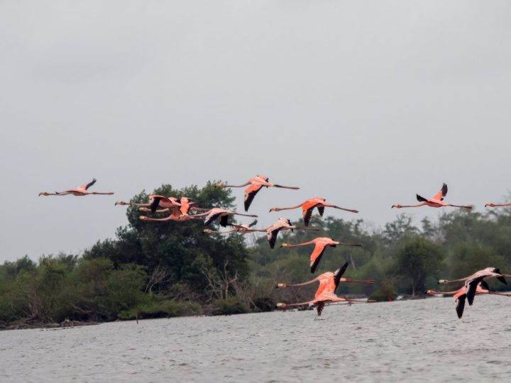 Flamingos flying over Bigi Pan wetlands in Suriname