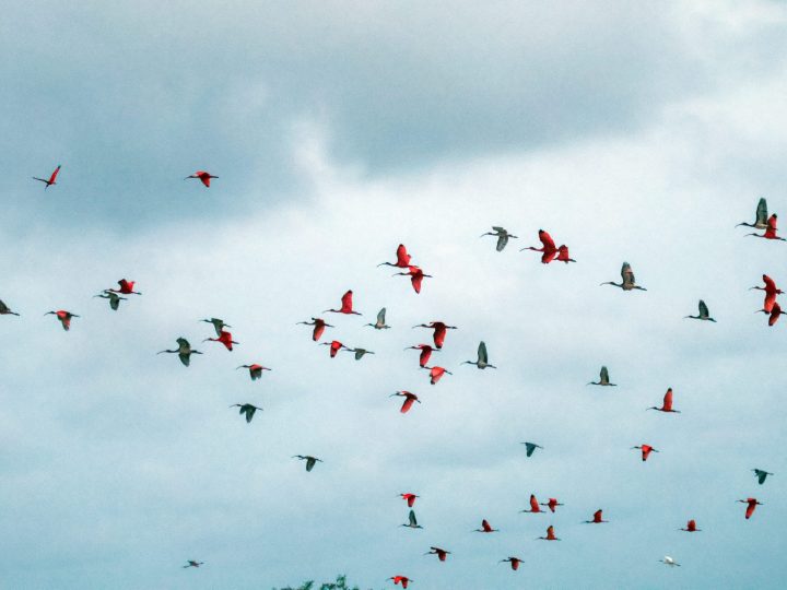 Scarlet ibises flying over Bigi Pan Suriname