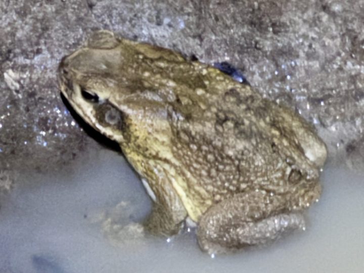 Frog during the night walk at Seliba Suriname