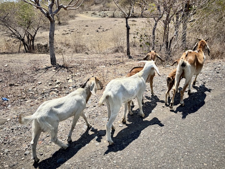 Goat walking along the road to Moni in Flores