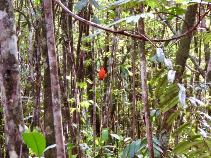 Guianan cock-of-the-rock near Kaieteur Falls in Guyana