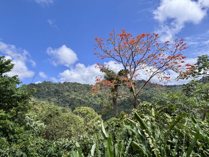 Walking through the rainforest in Tobago