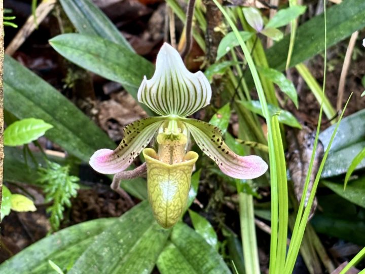 Orchid seen along the hiking trail to Cunca Plias Waterfall