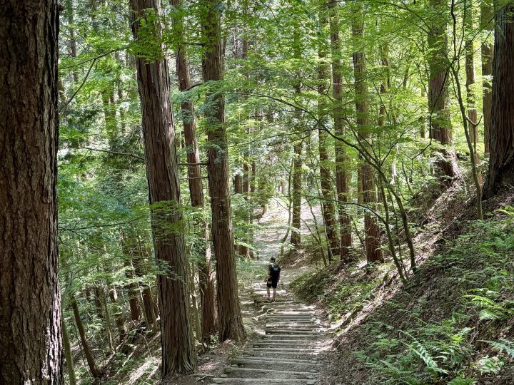 Forest hiking path in Shiroyama Park Takayama