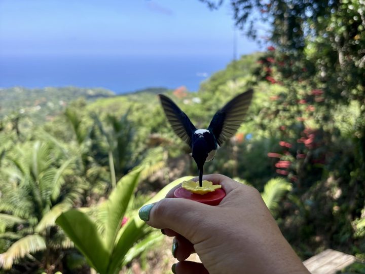 Hummingbird drinking sugar water from my hand in Tobago