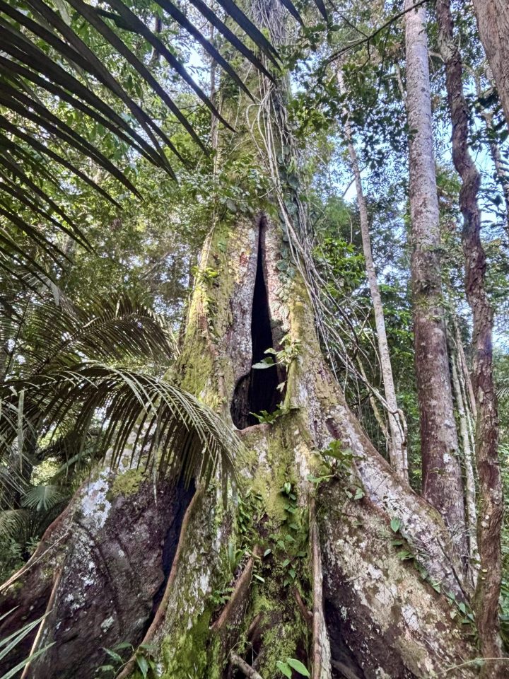 Large tree during the jungle walk at Knini Paati