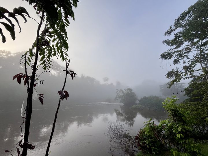 Jungel Suriname Travel Guide