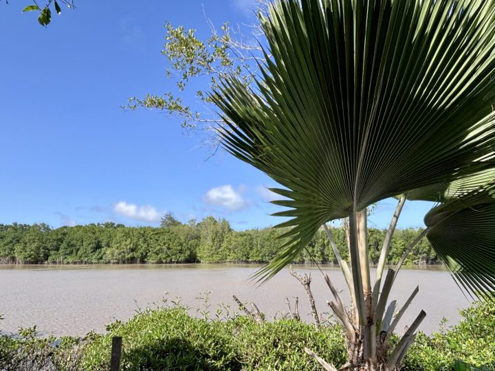 River view near Nickerie Suriname