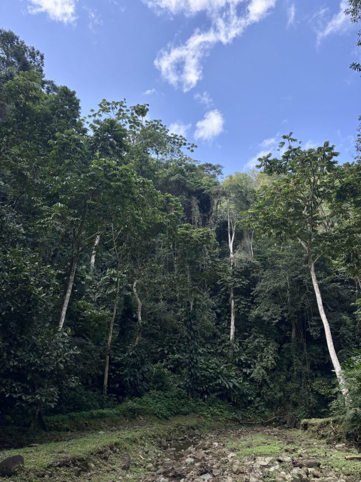 Jungle walk to Castara Waterfall in Tobago