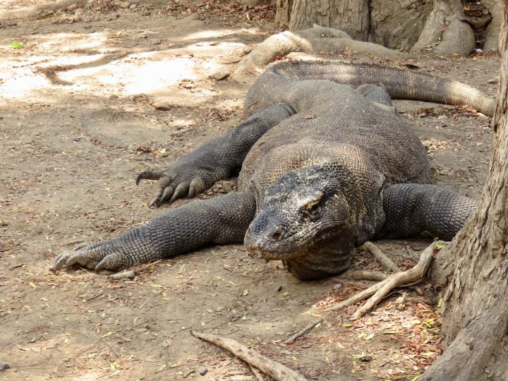 Komodo dragon on Komodo Island Indonesia