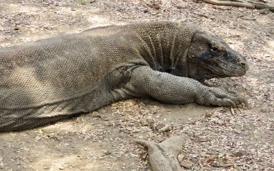 Komodo Day Trip from Labuan Bajo: Pink Beach, Dragons and Manta Rays