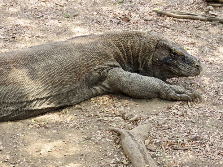 Komodo dragon close up Close up of a Komodo dragon in Komodo National Park