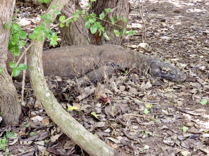 Quiet spot with Komodo dragon in Komodo National Park