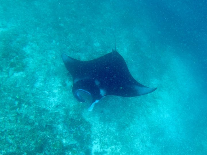 Manta Ray Indonesia Country Manta Ray Indonesia Country