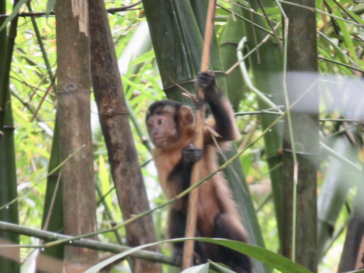 Monkey in Peperpot Nature Park Suriname