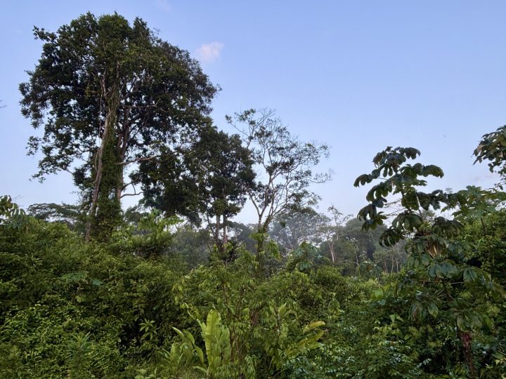 Morning at Seliba rainforest camp in Suriname