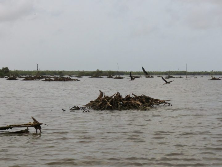 Birds flying over Bigi Pan during an early morning tour