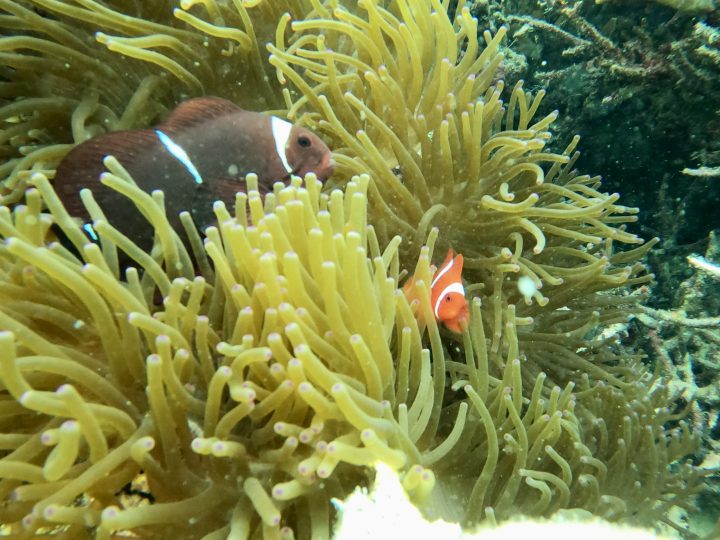 Clownfish while snorkeling near Nusa Rutong in Riung