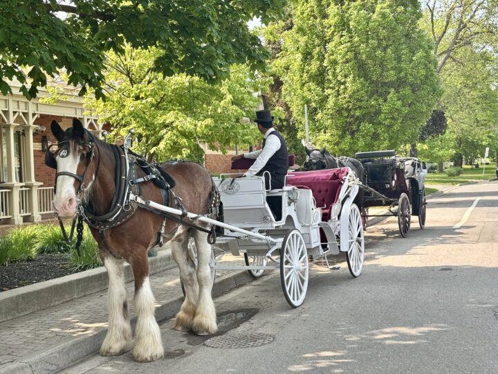 Niagara by the Lake HorsesDay trip from Toronto City Trip Toronto Canada