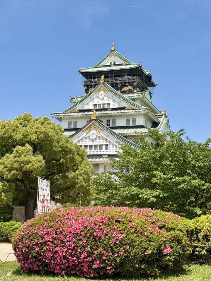 Pink flowers near Osaka Castle in Japan