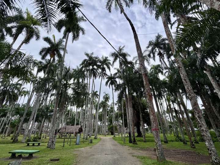 Palmentuin in Paramaribo, a green palm garden near the historic center