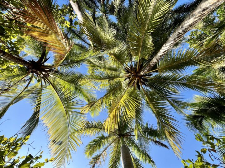 Palms 3 weeks itinerary Nicaragua Travel Blog Nicaragua Central America