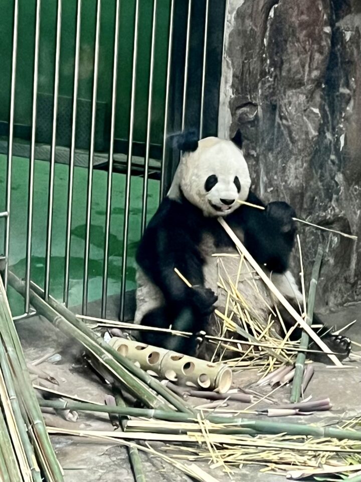 Panda Beijing Zoo Things to do in Beijing City Trip Beijing China