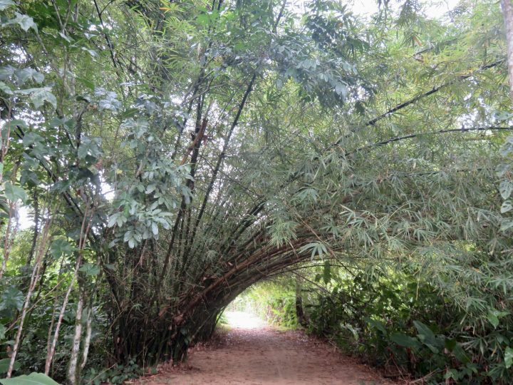 Walking path in Peperpot Nature Park Suriname