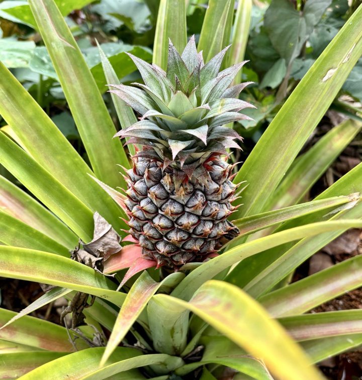 Pineapple plant along the trail to Cunca Plias Waterfall