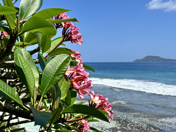 Pink frangipani at Blue Stone Beach Flores