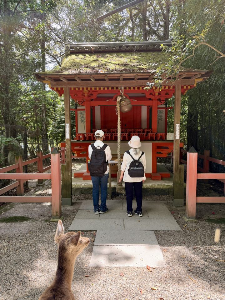 People praying near Kasuga Taisha with deer nearby