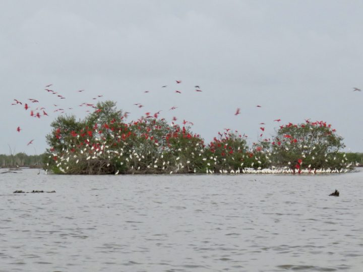 Scarlet ibis and white egrets returning at sunset in Bigi Pan
