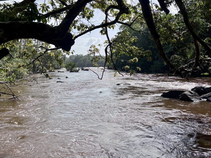 Shaded riverbank at Knini Paati Suriname