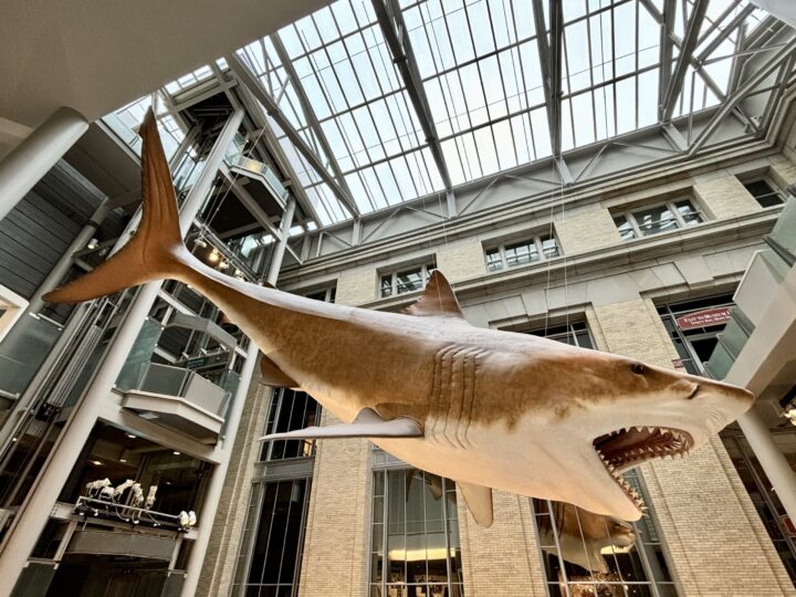 Shark at National Museum of Natural History Washington DC US