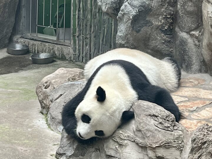 Sleeping Panda Beijing Zoo Things to do in Beijing City Trip Beijing China