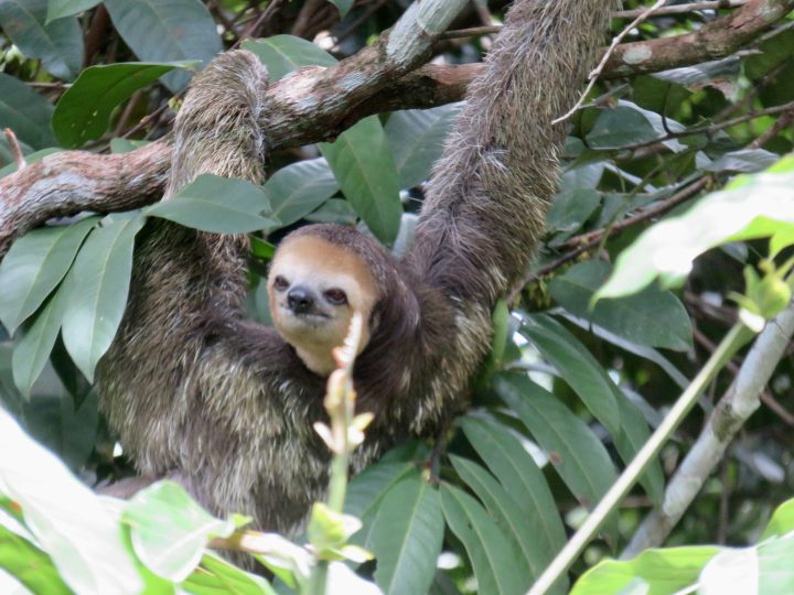 Sloth near Knini Paati lodge Suriname