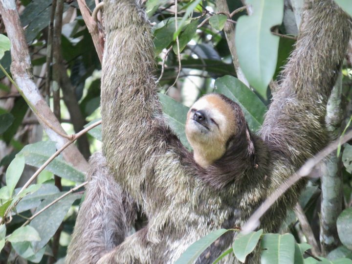 Sloths in the trees around Knini Paati lodge