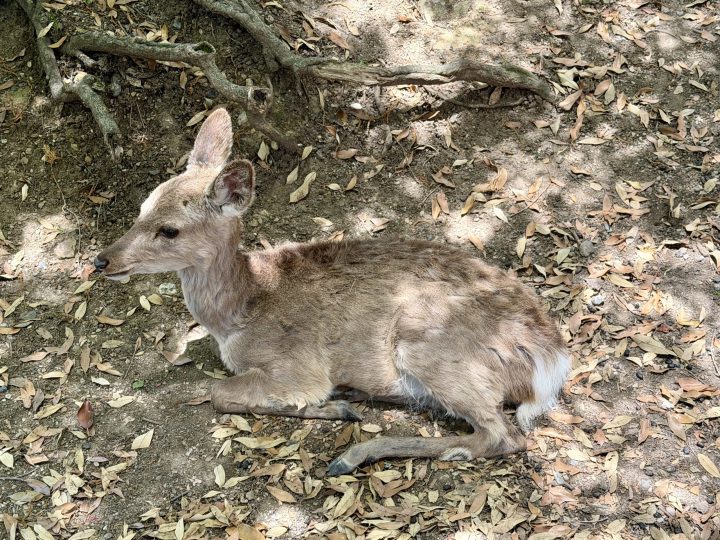 Small deer in Nara Park, Japan