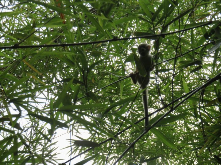 Small monkey in Peperpot Nature Park Suriname
