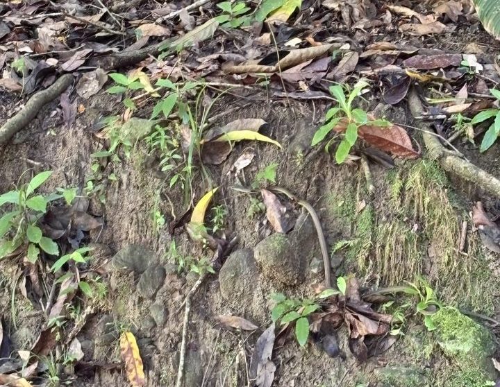 Snake on the walk to Castara Waterfall in Tobago
