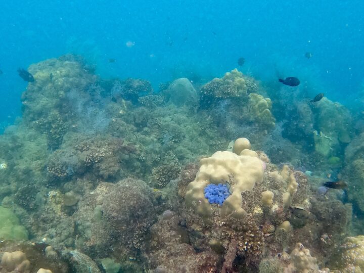 Snorkeling Phu Quoc Travel Blog Phu Quoc Vietnam Asia