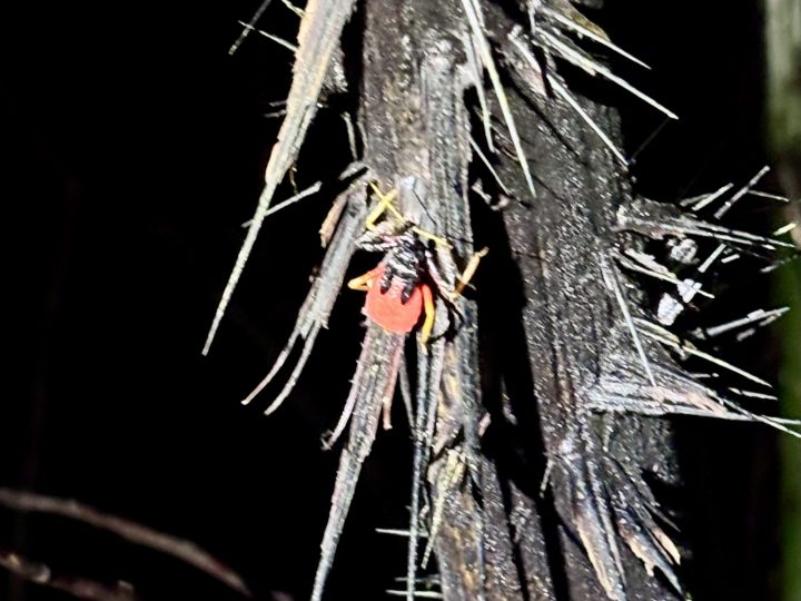 Insect spotted during the Seliba night walk in Suriname