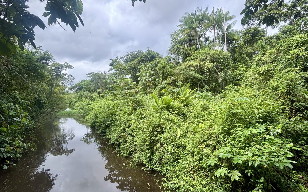 Peperpot Nature Park Suriname: Where to stay and what to do in Commewijne