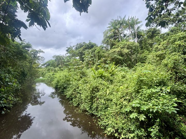 Green tropical forest in Peperpot Nature Park Suriname