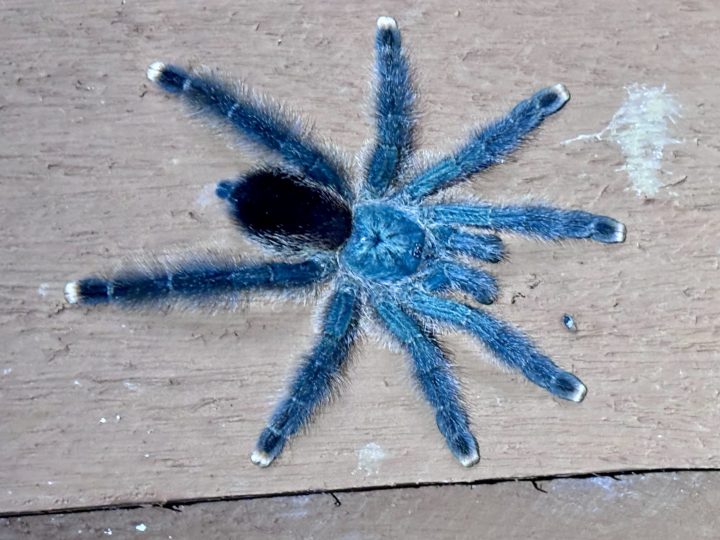 Tarantula during the night walk at Seliba Suriname